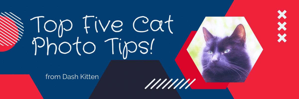 whskr's tweet photo. How well do you know your camera? Enough to impress your friends with your photos? Take look at my fun tips to dazzle your friends! https://t.co/hRAxBnRvLW #catphotography #petphotography #beginnersphotography #funphotos https://t.co/8b9c835CTf