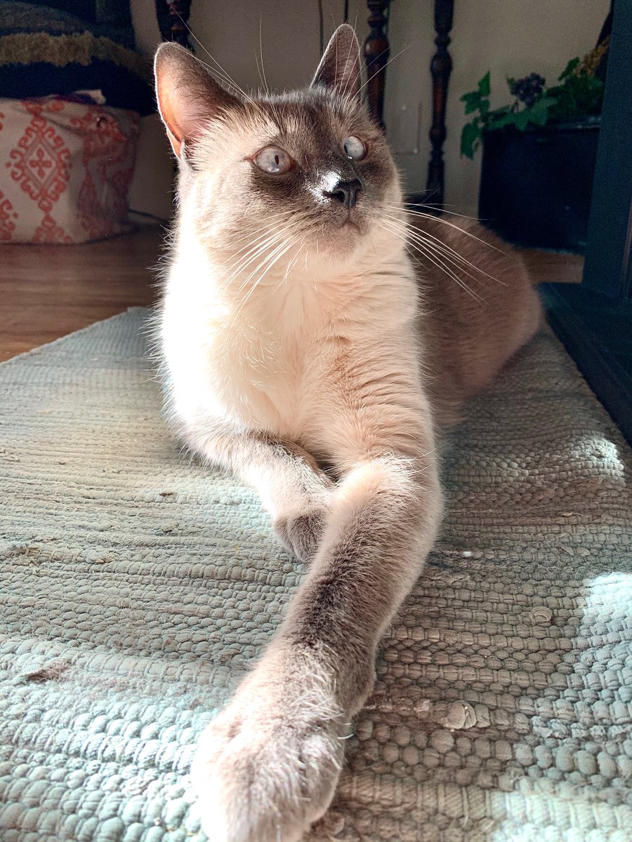 MuseMelodic's tweet photo. Archangel Gabriel Lancelot wants to wish you a Happy Sunday and a good week! 🐾💙🌟 #cats #catsoftwitter #love #siamese #lilacpoint https://t.co/ph1k5g36D3
