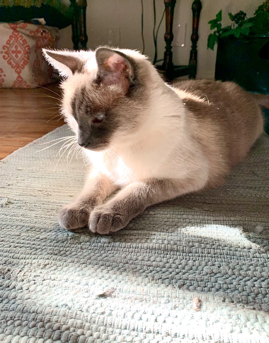 MuseMelodic's tweet photo. Archangel Gabriel Lancelot wants to wish you a Happy Sunday and a good week! 🐾💙🌟 #cats #catsoftwitter #love #siamese #lilacpoint https://t.co/ph1k5g36D3
