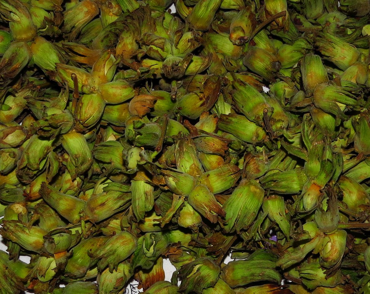 angegarrod's tweet photo. Lovely fresh Kentish #cobnuts from @RoughwayFarm Had to open a few immediately...lovely and mild and creamy :) #nuts https://t.co/ofY6yjpP02
