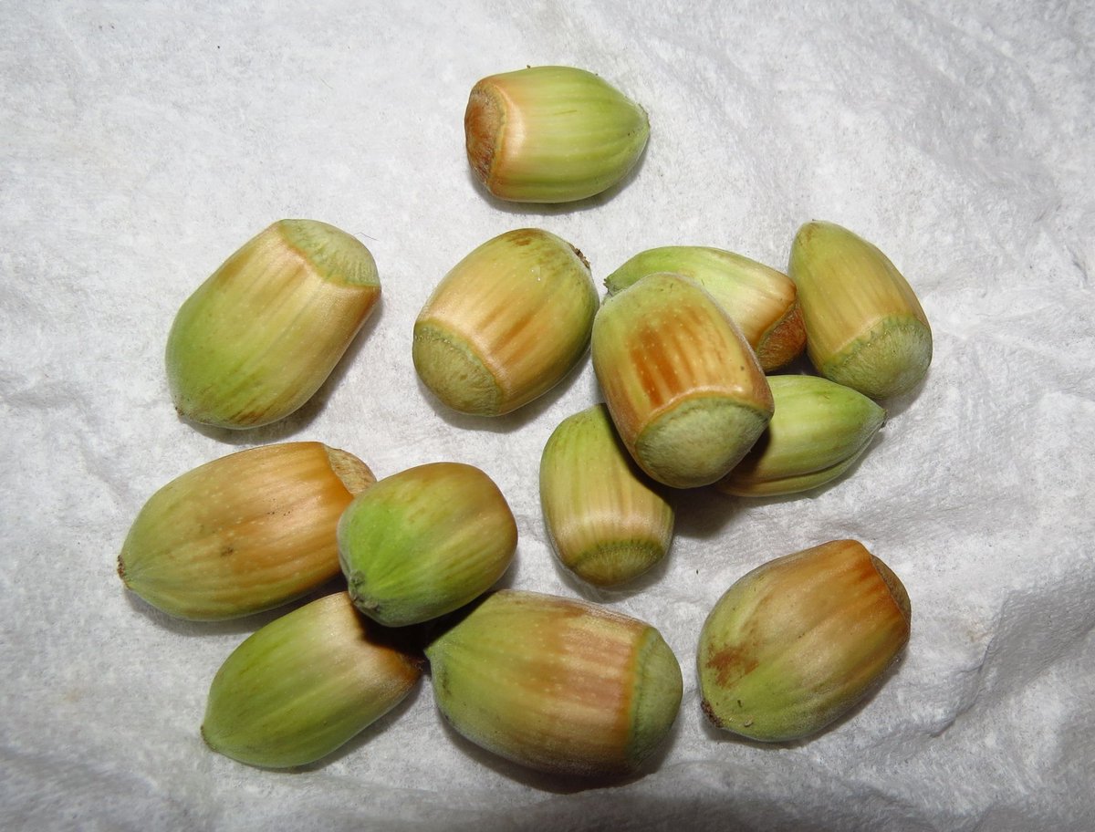 angegarrod's tweet photo. Lovely fresh Kentish #cobnuts from @RoughwayFarm Had to open a few immediately...lovely and mild and creamy :) #nuts https://t.co/ofY6yjpP02