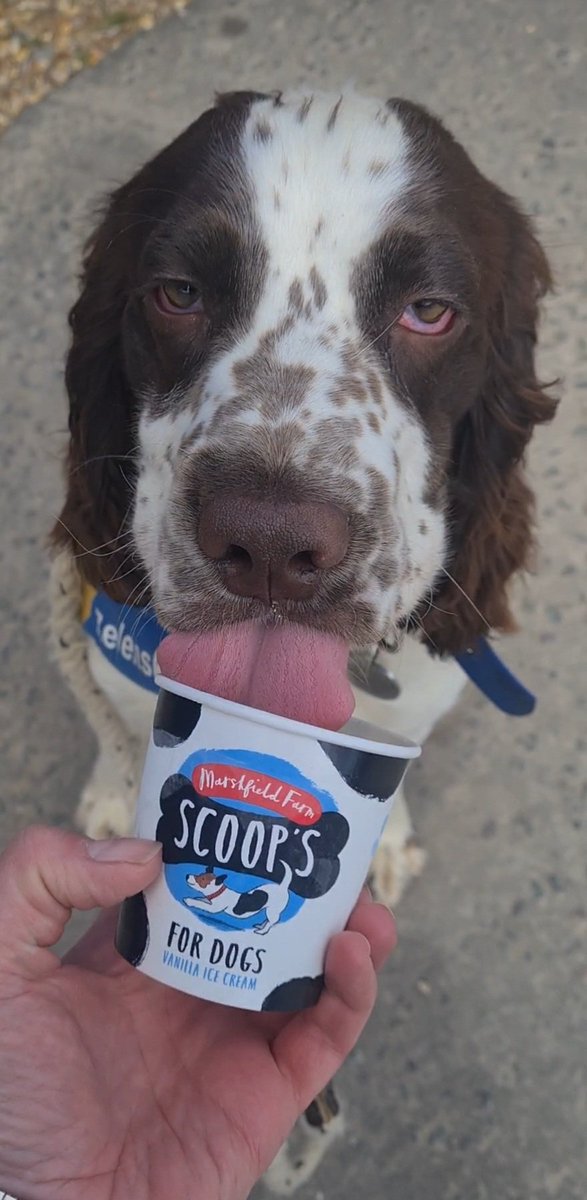 KatClarkF1's tweet photo. @LydiaJane13 @VennelsDurham Lenny is also in an ice cream dream 😋 lol https://t.co/sDkbLkIUDn