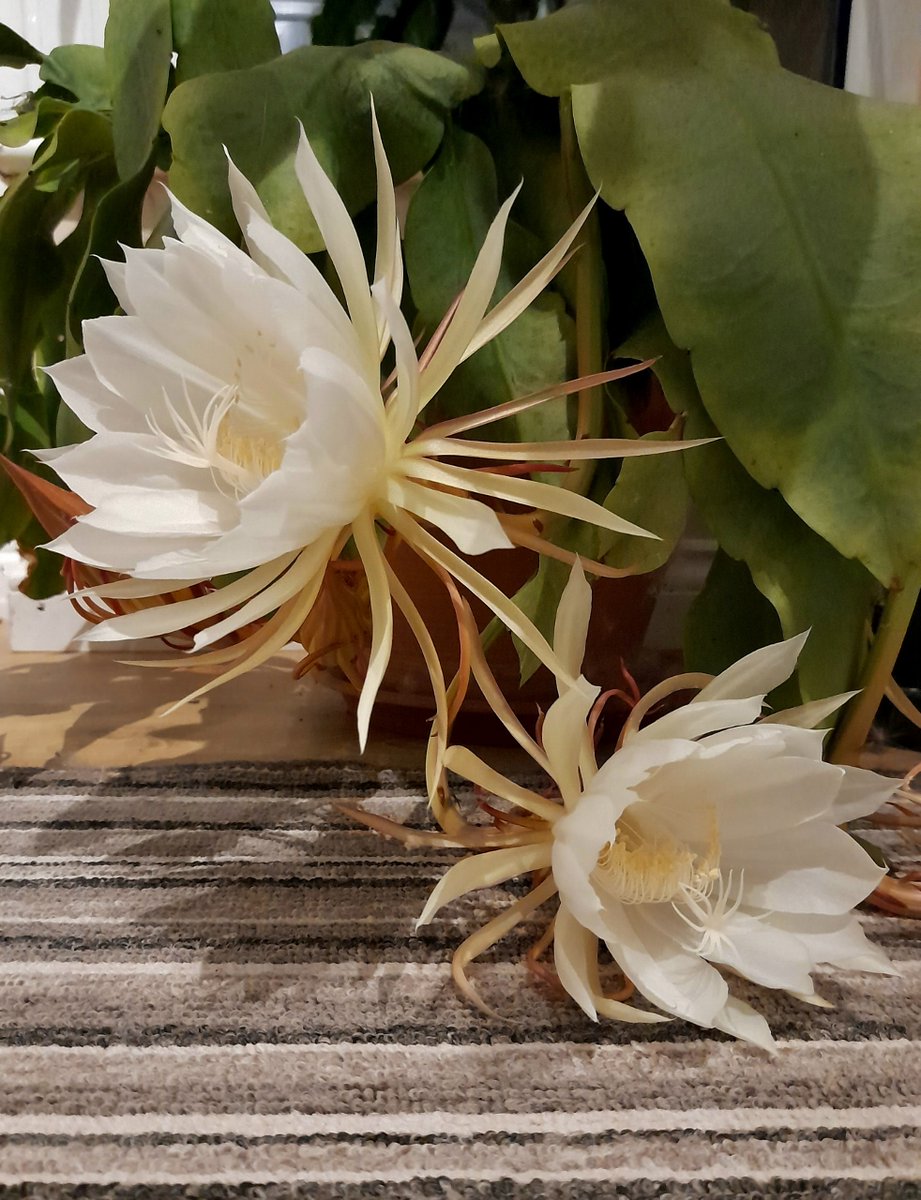 For one night only, the Queen of the Night (Epiphyllum oxypetalum) now producing its huge and spectacular white flowers, with pale pink outer bracts, filling the air with a wonderful sweet fragrance. The flowers open fully at dusk but will be withered and closed by the morning...