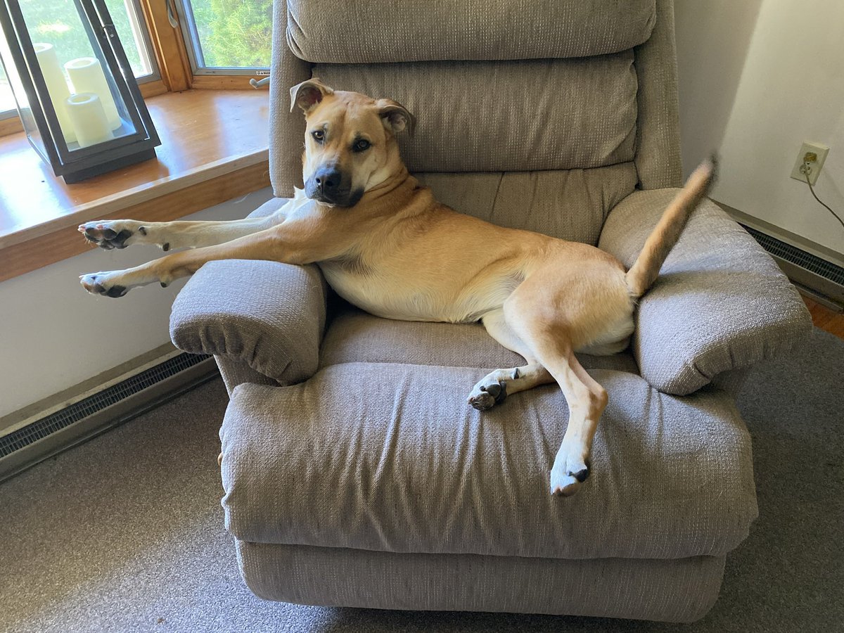 Dogofthe_'s tweet photo. 📆28th of August 2022
🐶Remy
💓#animaloftheday https://t.co/i1Ps17pA6Y