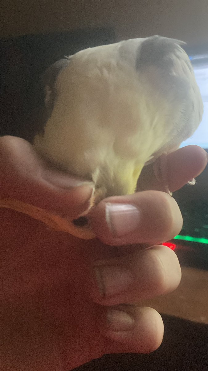 Scritch-a-Tiel