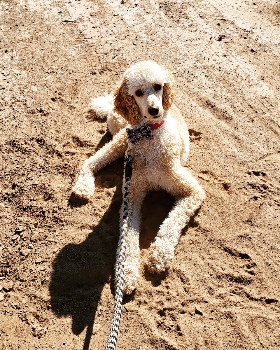 MadisonFields32's tweet photo. @HamiltonMusical This is Rochambeau, we can him Ro for short! https://t.co/b7RcLzqq11