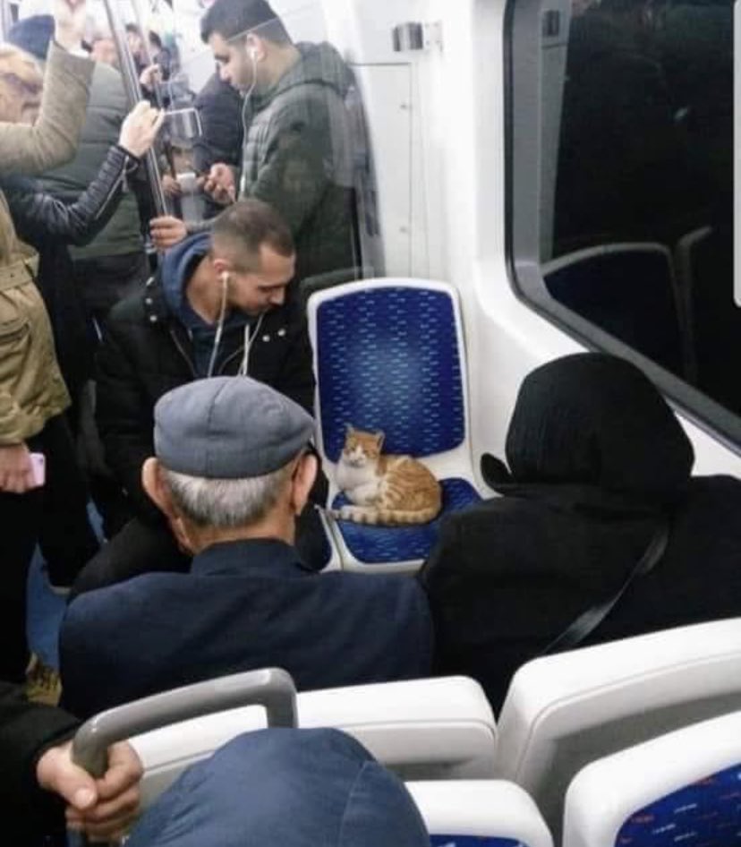 Gevur İzmir’den iyi geceler..🤗🐾