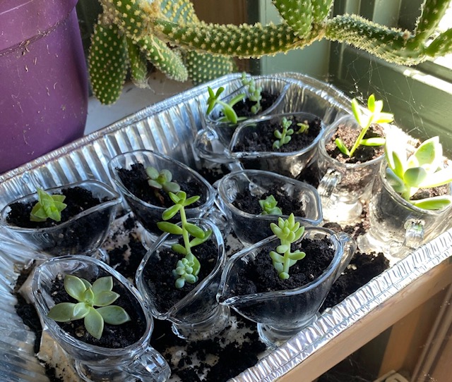 noel_again's tweet photo. Yes, we are serious about succulents! 
See you September 17, American Legion, Narberth! 

@MainLineToday @PhillyToDo #lovenarberth #Crafts #charityevent @FreeMindsDC #plantlover https://t.co/pSsV7xiwaa