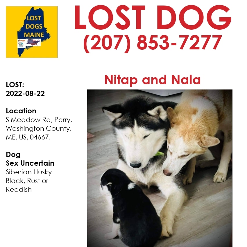 LostDogsMaine's tweet photo. TWO DOGS
#Lost  #Dog - 
Date Lost:  2022-08-22 
 Dog's Name: #Nitap and #Nala 
Breed of  Dog:  #SiberianHusky 
Gender:  Sex Uncertain 
Closest Intersection:  S Meadow Rd, Perry, Washington County, ME, US, 04667. #ME 
Zip Code:  04667 
Color:  Black/Rust or Reddish https://t.co/tynb3yjFH5