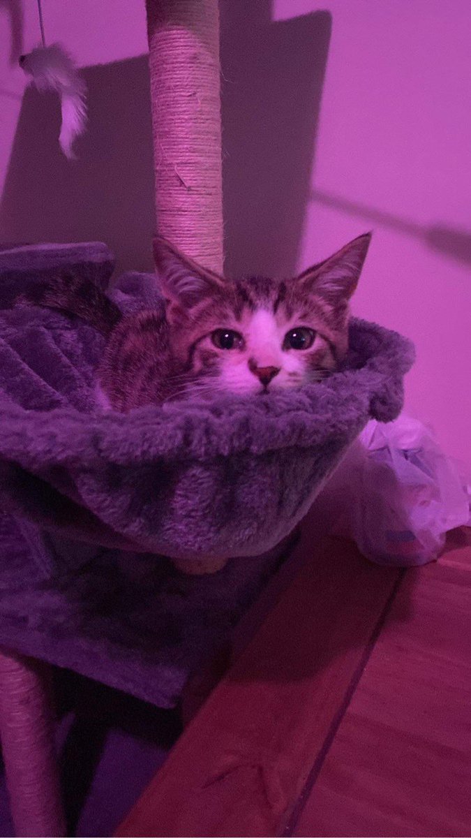 look at the newest member of my family 💛