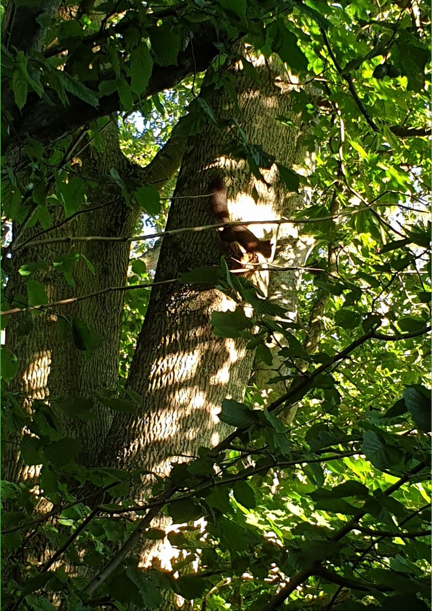 MPSolvesborg's tweet image. Gör som ekorren: rösta grönt!