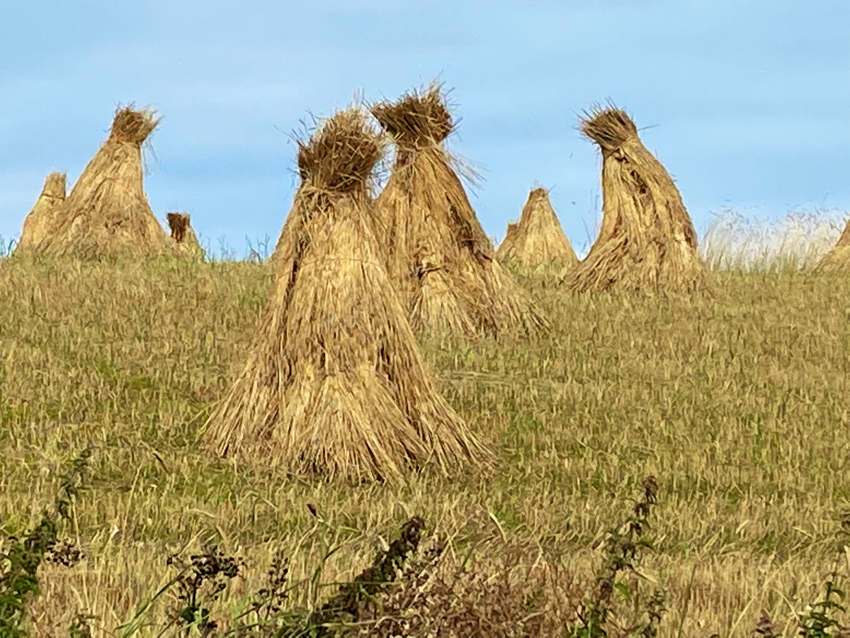mariemccolgan's tweet photo. Been watching this beautiful field of corn stooks recently. Every time we pass, we see different poses- we called today's 'The Corn Curtsy'! #tradition #farming #harvest2022 #stooks #ricks #Donegal https://t.co/aed0lZ68jY