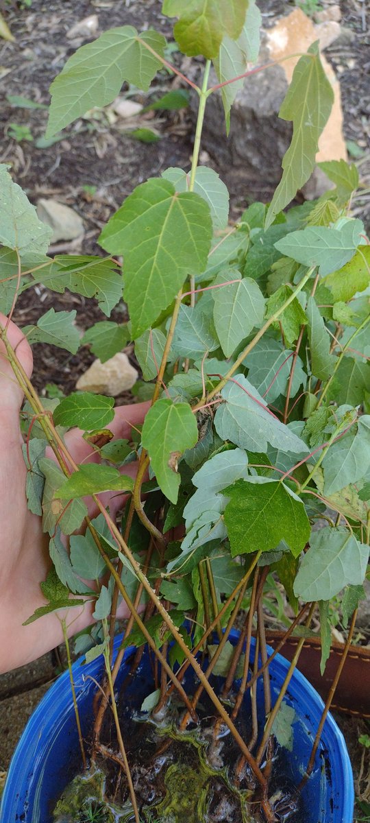 JoshuaLisec's tweet photo. I will now proceed to replant 25 maple saplings I salvaged from the backyard garden.
#teamtrees #teamsap https://t.co/zice1kq89I