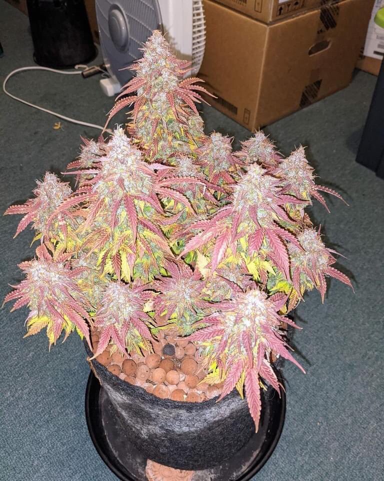 Gorilla Glue auto
👉🏻high420.shop