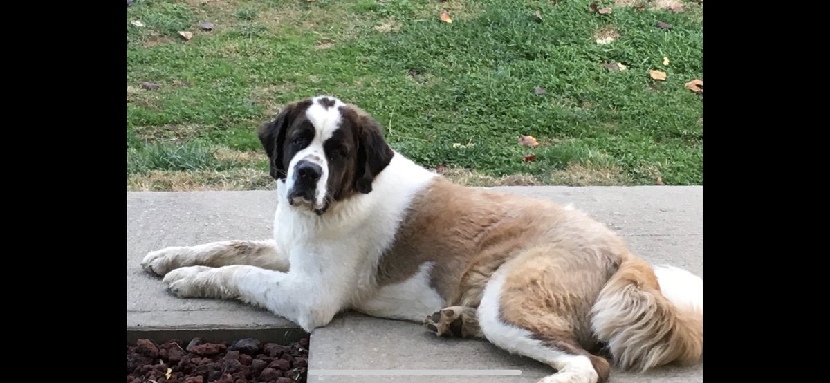 sonicbob1961's tweet photo. @Bark_Beyond Our beloved Sam. Over the bridge about 6 week’s ago. Miss home every day.💔 https://t.co/FU2xRkmHhJ
