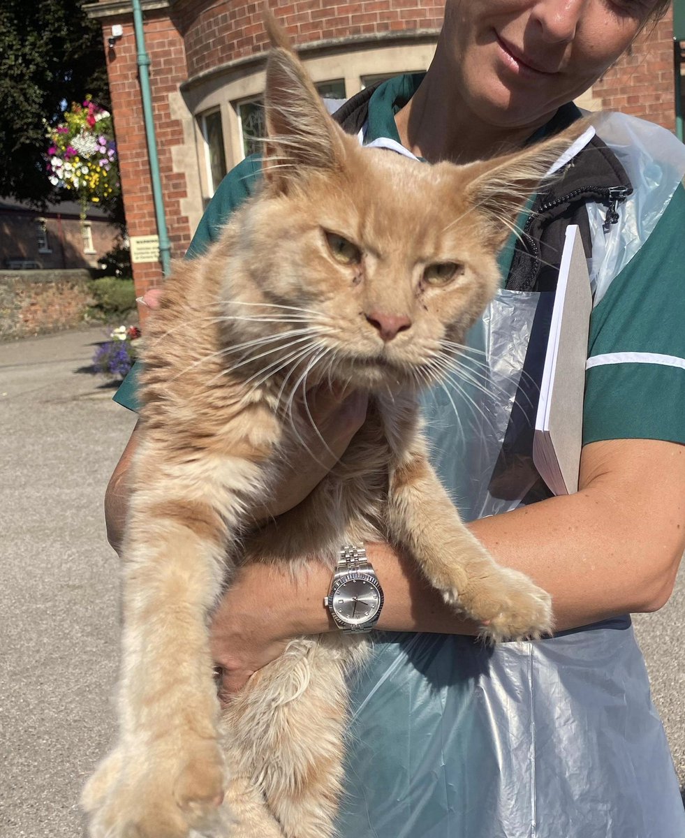 BobTheCat tweet media