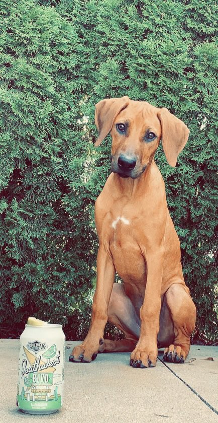 jabax3's tweet photo. Roux is 4 months old today. She’s also lounging by the pool &amp; eyeballing my beer. @Boulevard_Beer #dogdaysofsummer #rhodesianridgeback #dogsoftwitter https://t.co/mhhUVb4Rpq