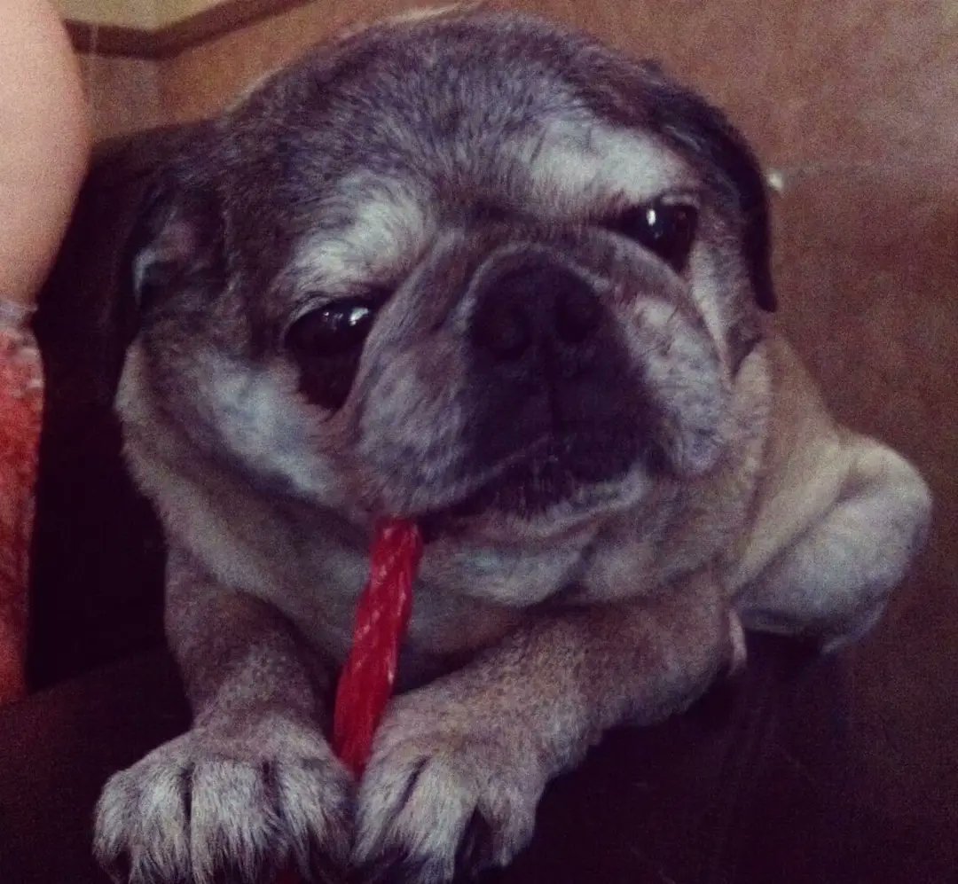 SarahPug12's tweet photo. Love her 🥰❤️💕 #SweetSarah #MissHer https://t.co/uu2OKNAhIN
