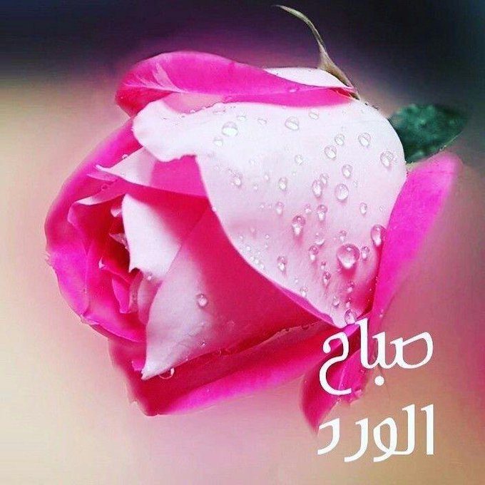 االنايف... ✍️ tweet media