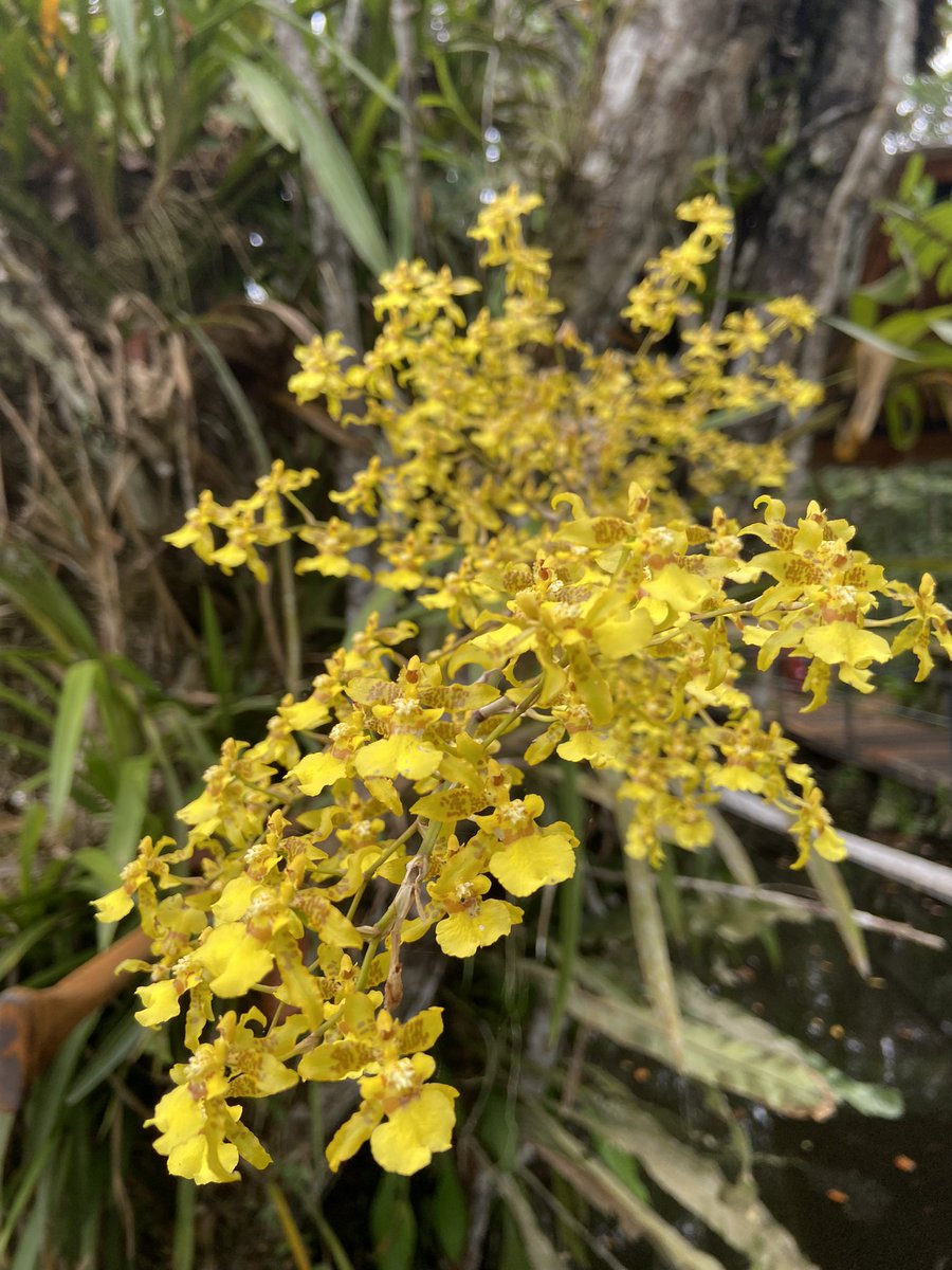 faustoamazon's tweet photo. Orquídea #amazonia #amazoniangrowth #Ecuador #orquideas #orchids #plantasmedicinales #medicinaancestral https://t.co/ENTHe6NMPA