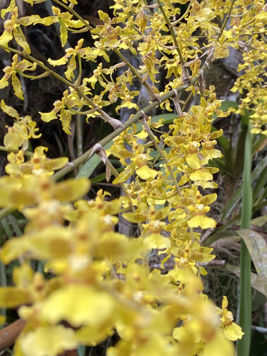 faustoamazon's tweet photo. Orquídea #amazonia #amazoniangrowth #Ecuador #orquideas #orchids #plantasmedicinales #medicinaancestral https://t.co/ENTHe6NMPA