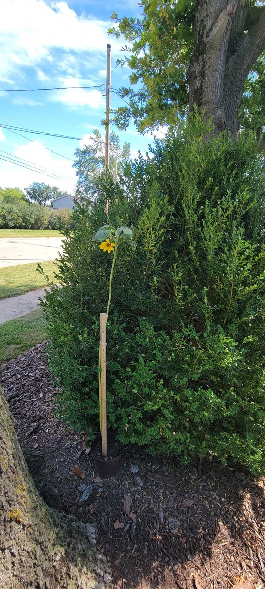 Sunflower that my kids grew.  Next to our beloved derecho survivor yard. https://t.co/2Rc4I8Jotb