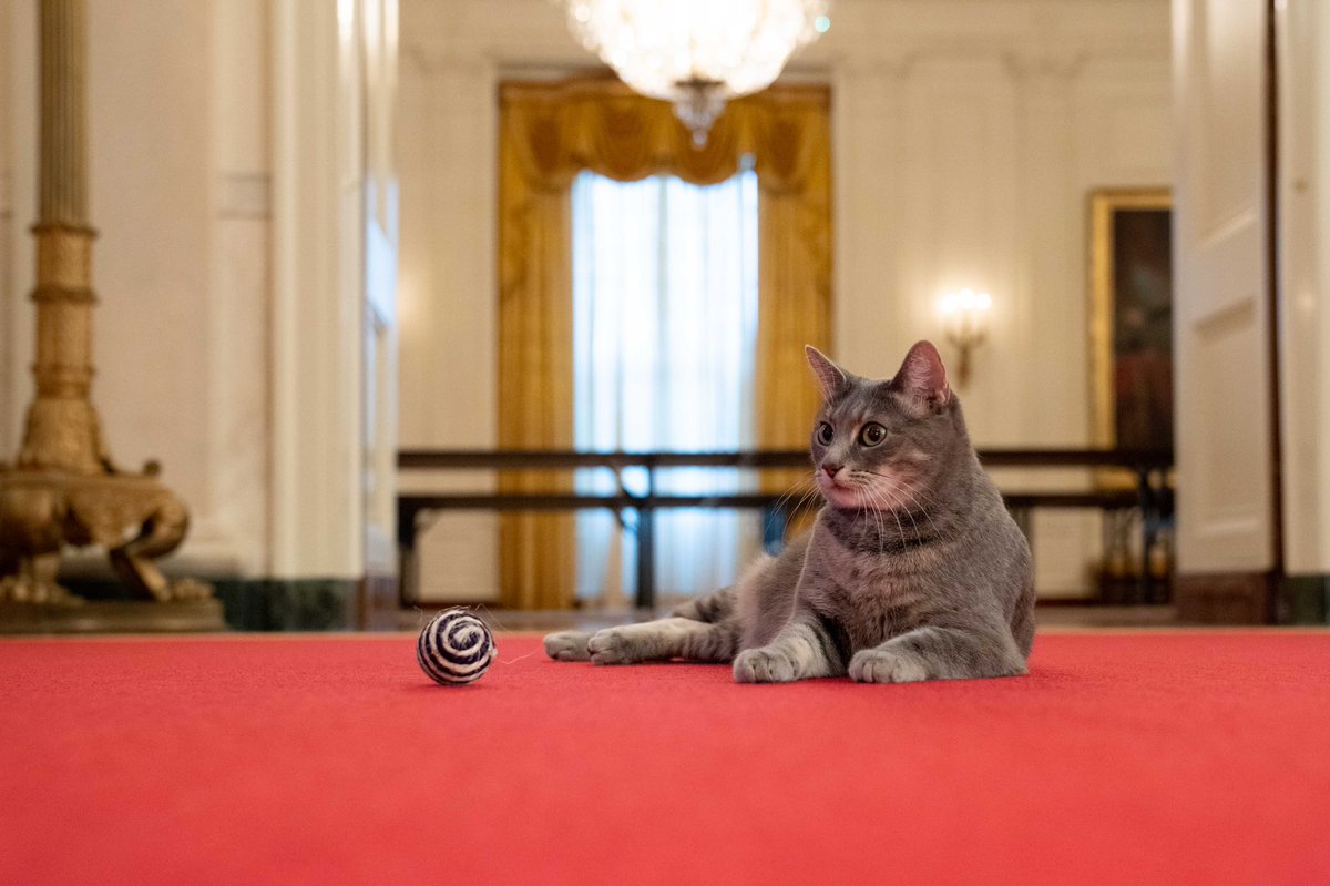 Willow (born 2020) is a tabby domestic short-haired cat owned by President Joe Biden and First Lady Jill Biden. Willow is the first cat to live in the White House since India, who was owned by President George W. Bush and First Lady Laura Bush.