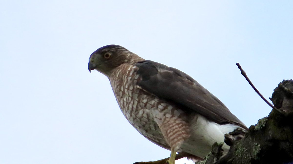 SegrestJen's tweet photo. Cooper’s Hawk #birdphotography #birds #wildlife #NaturePhotography #naturelovers #nature #WildlifePhotgraphy #birdingpa https://t.co/LqfDXQsLhk