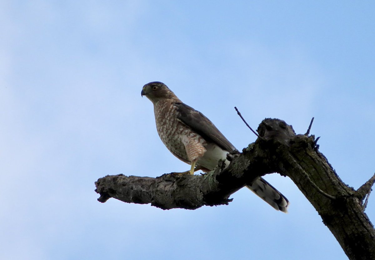 SegrestJen's tweet photo. Cooper’s Hawk #birdphotography #birds #wildlife #NaturePhotography #naturelovers #nature #WildlifePhotgraphy #birdingpa https://t.co/LqfDXQsLhk