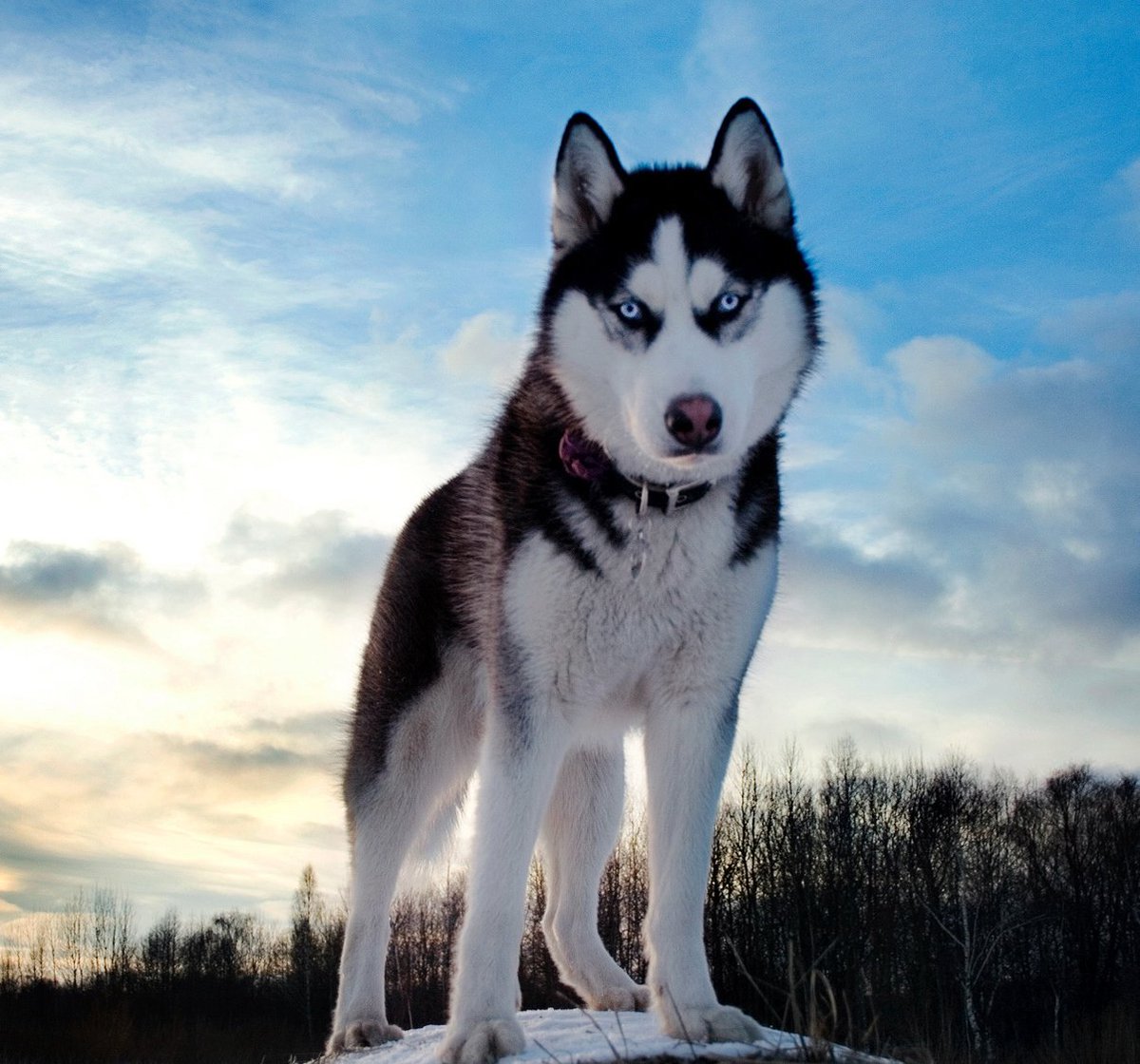 RunWoolfRun's tweet photo. 🐺𝑹𝒐𝒃𝒊𝒏 𝑾𝒐𝒐𝒍𝒇🐺

🌀 Cuarentena 1
🌀 Poder: Dᥲrk Shιᥱᥣd 
 (Campos de energía oscuro)
🌀 Aprendiz de viajera
🌀 Compañero: Sombra (Husky siberiano)
🌀 FC: Emily Kinney 

~ 𝐿𝑜𝑠𝑡 𝑔𝑖𝑟𝑙𝑠 𝑓𝑖𝑛𝑑 𝑎 𝑤𝑎𝑦 ~ https://t.co/1U1VJdQ4Jn