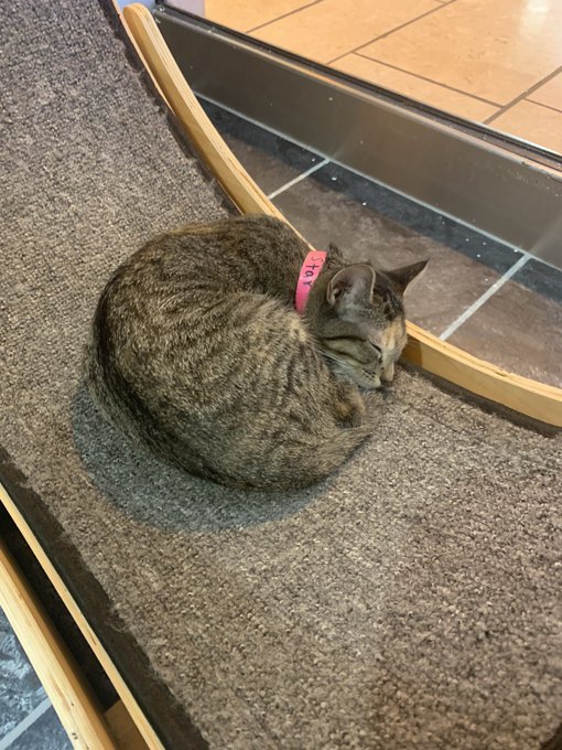 This weekend, I attended a porn film festival and played with kittens. Dommes, how was your weekend?  Subs