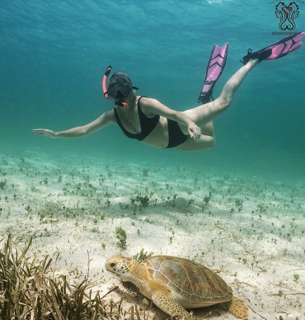 Harbour Island is just as beautiful below the water as above!

#sundayfunday #harbourisland #valentinesresort #bahamasdiving #divelife #itsbetterinbahamianwaters 

📷
@valentinesdive instagr.am/p/Ch0VQ2NvlKV/