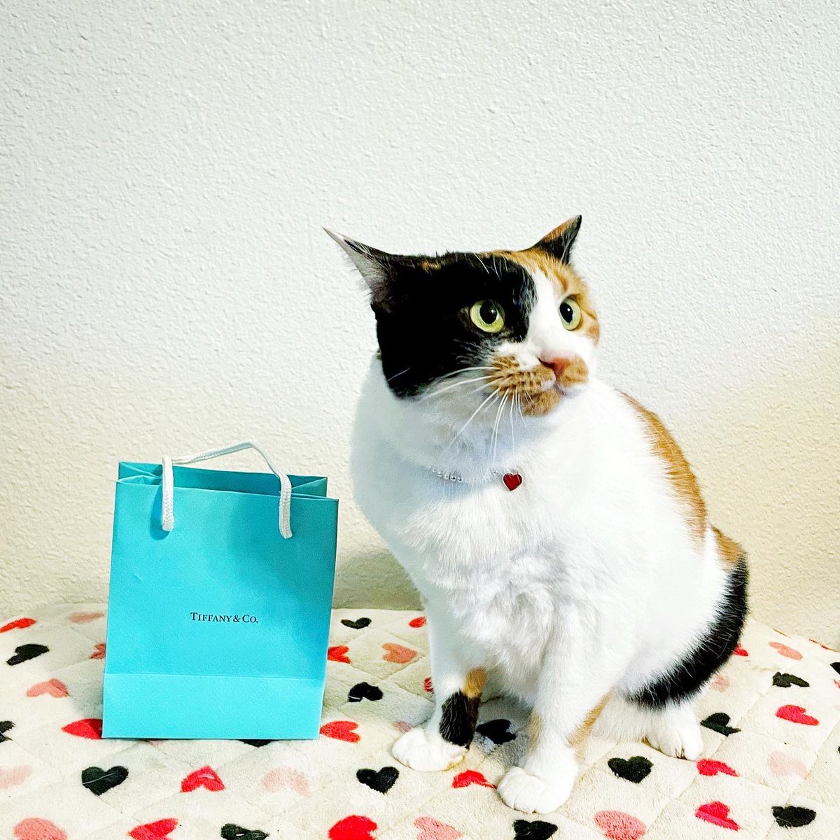 ParanormalHW's tweet photo. @TiffanyAndCo Katniss Everpurr would like to know if you are in need of models. She just picked up her birthday present today and is really happy to finally have her Tiffany bracelet (she just doesn’t like posing on her brother’s bed for photos). https://t.co/LGPmjgH6tR