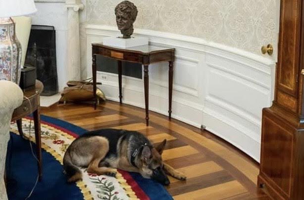 TheOvalPawffice's tweet photo. 🐾 ♥️ When dad @POTUS works late fur the American hoomans I am here, by his side, in the Oval Pawffice. I will not go to bed until he does, I pawmise. Instead, I’ll semi-nap here and dream of the extra nom noms he’ll give me later when he tucks me in fur the night. Awoooof! 🐕 https://t.co/DnC6St4YzZ