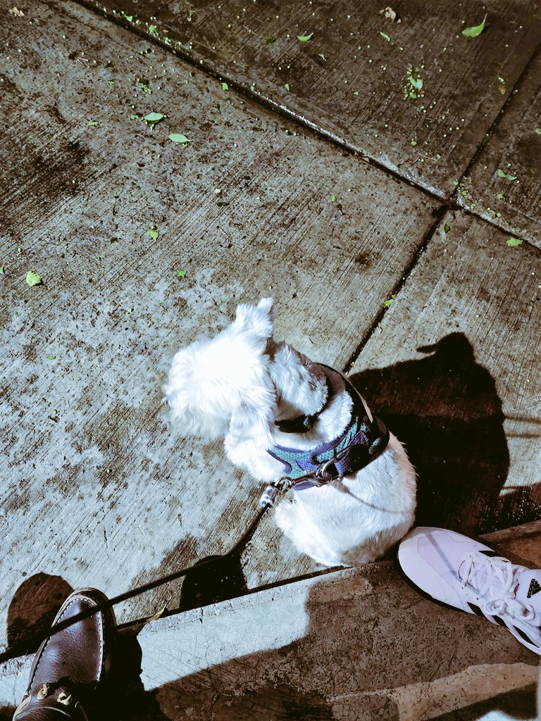 mmabundis's tweet photo. #Cheby esperando que termine la #granizada de hoy en #CDMX https://t.co/hok7wqIh5A