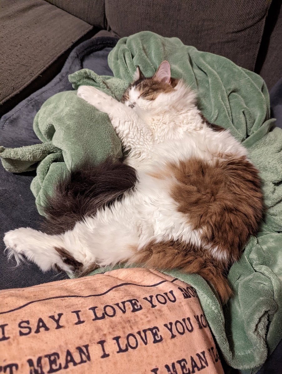 TroutOfTheBox's tweet photo. Haven't tweeted the floofs in a bit https://t.co/4dlSWHU6yg