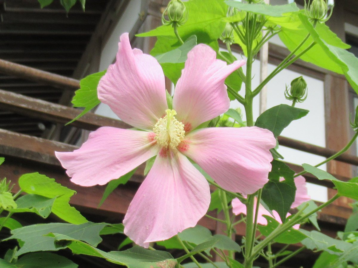 Foe Lfo8ucijdm Foe Lfo8ucijdm