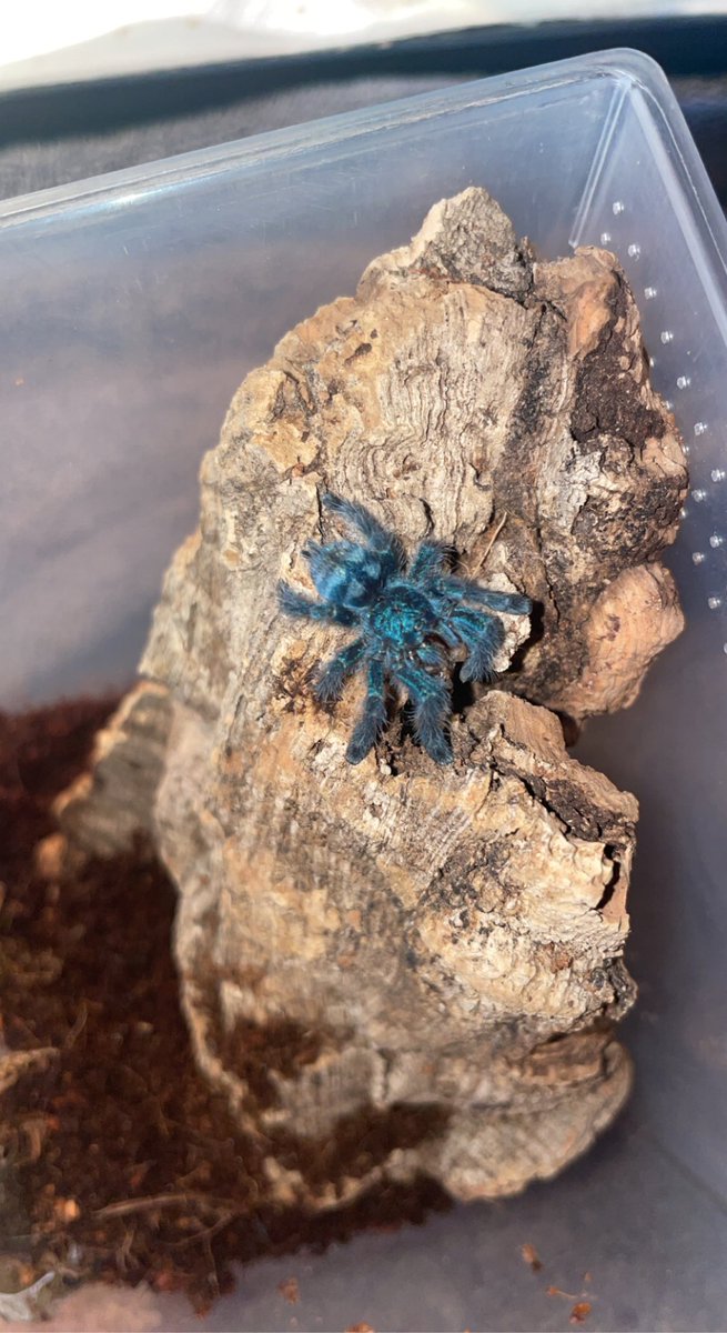 abby_stiles's tweet photo. My dad’s love language is gift giving. He went with me to a reptile show yesterday to get feeder insects. I showed about 3 seconds of interest in this baby tarantula that looked like a blueberry. Her name is now Stevie and she really likes crickets. https://t.co/Vv9K8L9vkA