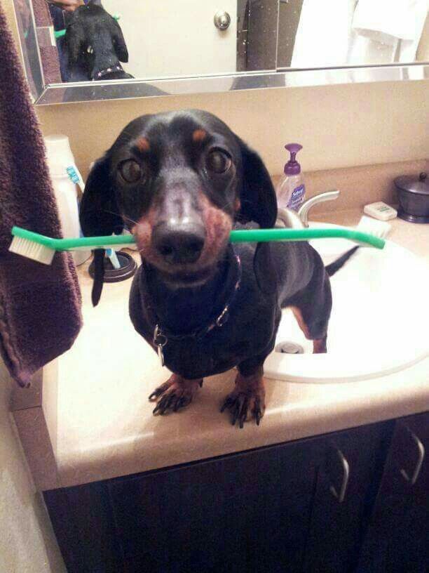 salsichinhas's tweet photo. Já escovaram os dentes hoje? https://t.co/OgRDIM4pJR