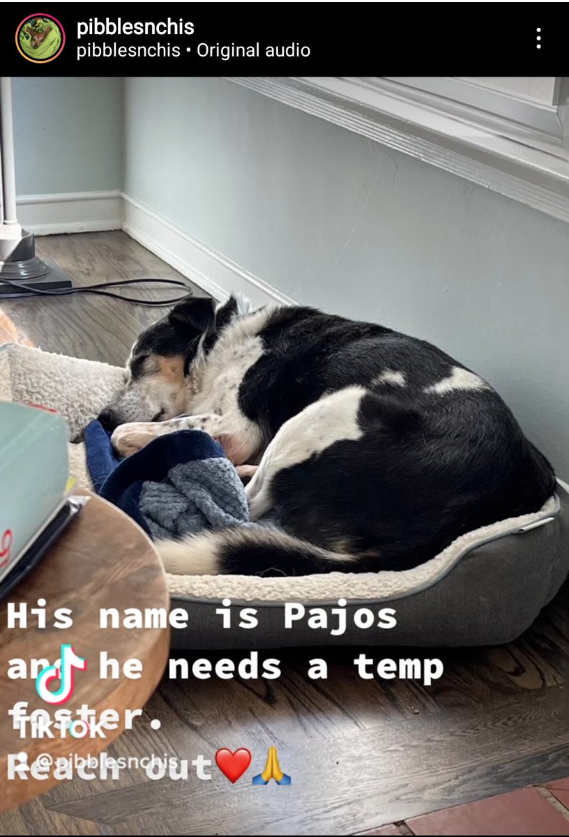 mapleveewesem's tweet photo. 🆘 Foster Needed 🆘
Downey #California escapee PAJOS is scheduled to go to his new home in WA 9-10, but the resident #dogs at his #FOSTER didn't like him 😲 He's quiet, doesn't bark at all, & is low energy. Plz reply here if you can help🙏
#LosAngeles #dogsoftwitter #lovedogs https://t.co/MWKVdGQrbv
