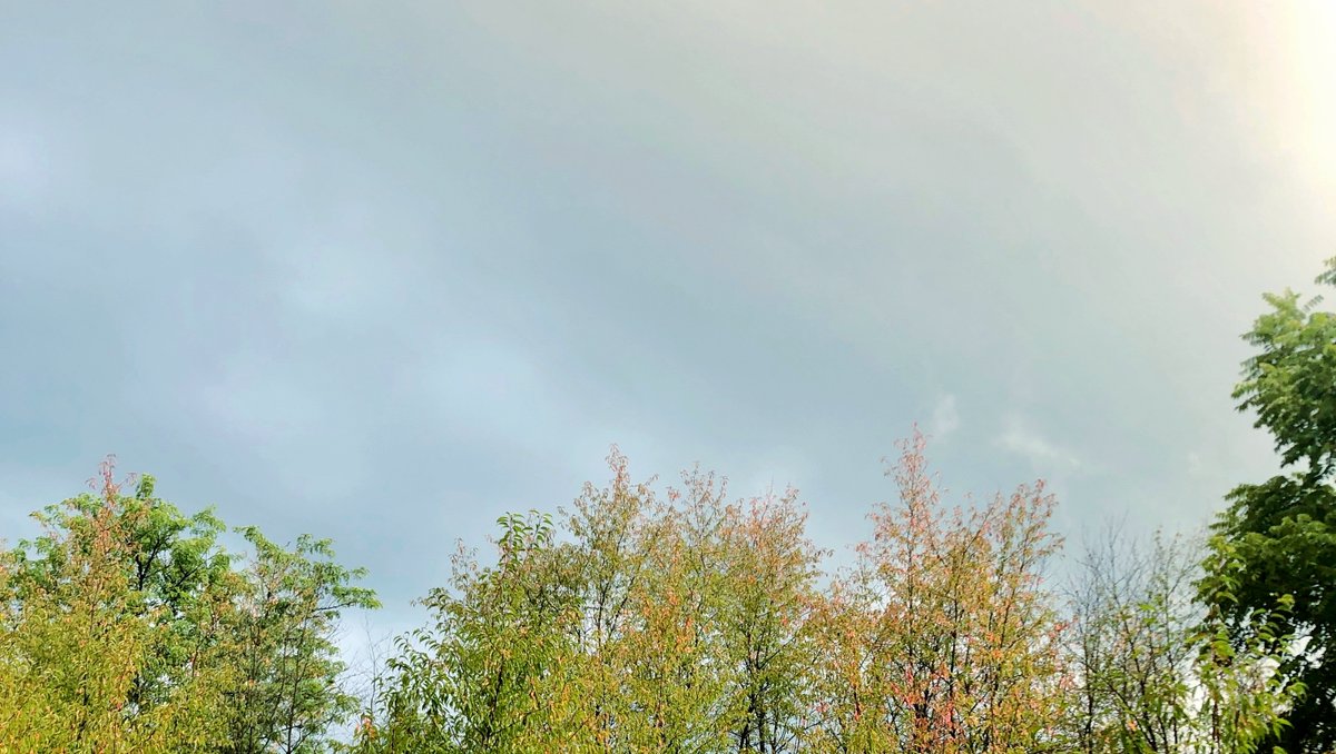 rhzondagstudio's tweet image. There is no better time to be outside than just after the storm. The air is fresh &amp;amp; there are rain drops falling from the trees as the wind blows. End of August, the signs are here that fall is coming sooner than later.#afterthestorm #aftertherain #summerthunderstorms #summerrain