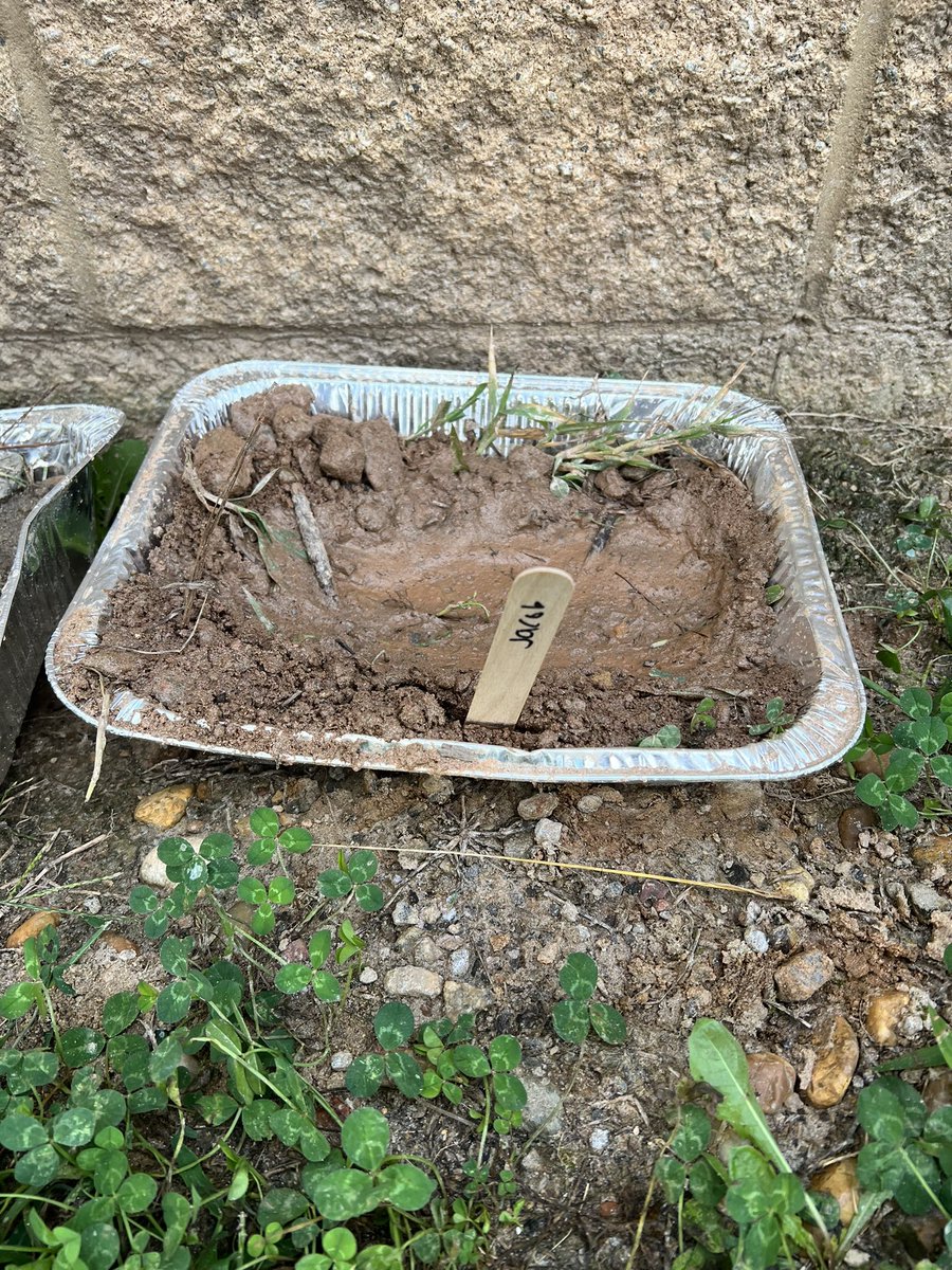 This week in Science we took our learning outside and got our hands dirty! We planned and created our very own landforms and will do a series of observations noting if there is any weathering or erosion happening over time. <a href="/MRegan0123/">Dr. Rosario-Regan</a> <a href="/JanetMarotte777/">Janet Marotte</a> <a href="/Bethcoryell/">ilovechiefs</a>