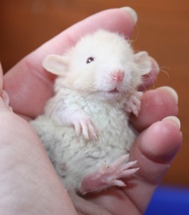 LegalizeRats's tweet photo. little rats ✨ https://t.co/LZ5gp00AJV