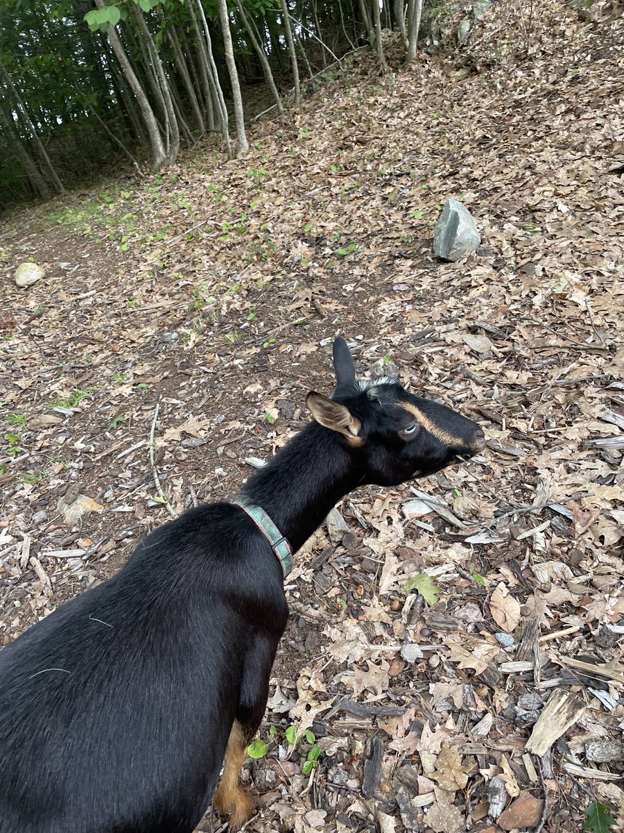 koala_farm's tweet photo. Here’s Nancy enjoying a browse in the woods. #GoatsofTwitter https://t.co/mZZgvwAfB6