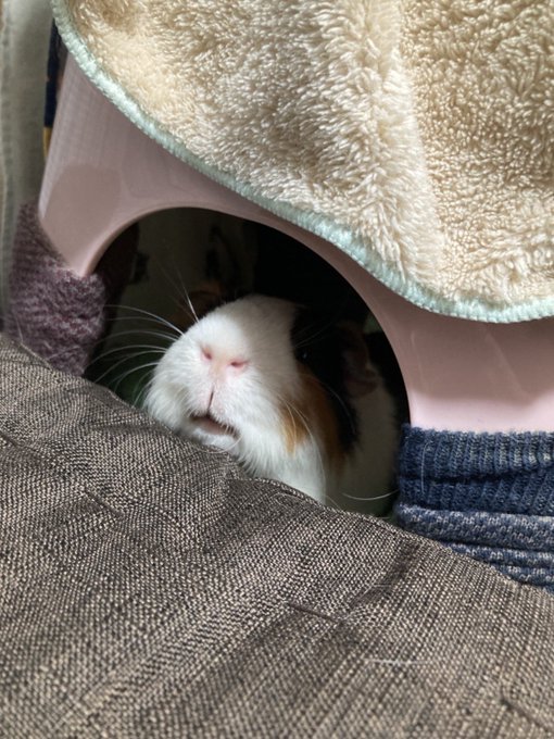 はーいジョージィ 