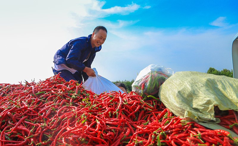 ThisisGansu's tweet photo. 🔥A spicy red sea!����

🌶️🌶️Farmers in Zhangye, #Gansu province are busy picking, cleaning, drying and sorting a bumper harvest of red chili peppers. #GansuUpdates #ProsperousGansu #Gansuagri https://t.co/zpcPMzaQhv