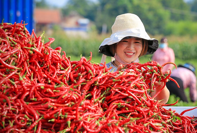 ThisisGansu's tweet photo. 🔥A spicy red sea!����

🌶️🌶️Farmers in Zhangye, #Gansu province are busy picking, cleaning, drying and sorting a bumper harvest of red chili peppers. #GansuUpdates #ProsperousGansu #Gansuagri https://t.co/zpcPMzaQhv