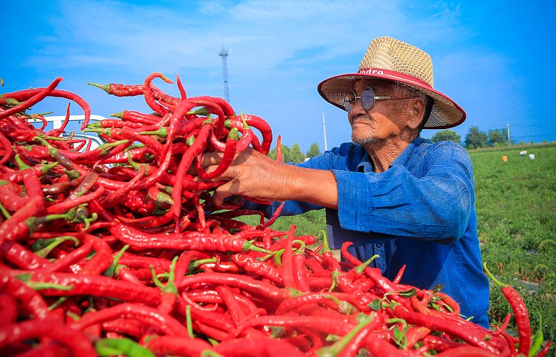 ThisisGansu's tweet photo. 🔥A spicy red sea!����

🌶️🌶️Farmers in Zhangye, #Gansu province are busy picking, cleaning, drying and sorting a bumper harvest of red chili peppers. #GansuUpdates #ProsperousGansu #Gansuagri https://t.co/zpcPMzaQhv