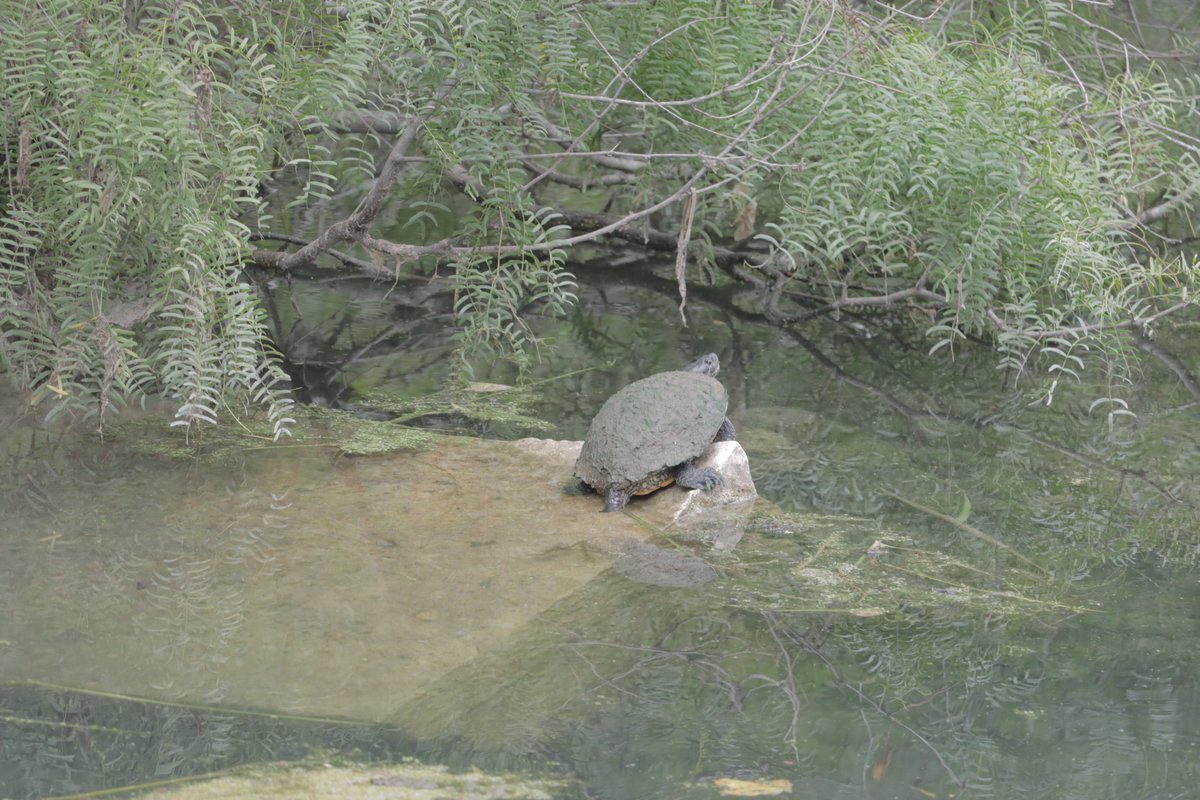 TheNetoJones's tweet photo. #keeptxbeautiful #nature #NaturePhotography #NatureBeauty #naturelovers #naturelover #nature撮影会 #squirrel #turtle #animals #ksmb #Rivers https://t.co/bNQSdAShhU