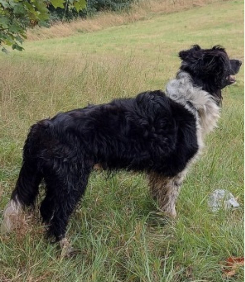 colliesontherun's tweet photo. NALAS missing Ashworth Valley, #Rochdale #OL11 NORTH WEST 28/8/22
Female/adult #BorderCollie Blk&wh
CHIPPED / SPAYED
MISSING SINCE 11am
https://t.co/qywLRD3HZC
@CorynRDR @RochdaleHerald @AshworthGolf @bs2510 @KBeanbag @BCTGB @TheBCollieSpot @karensarah66 @VetsGetScanning https://t.co/Pn8UVEMR66